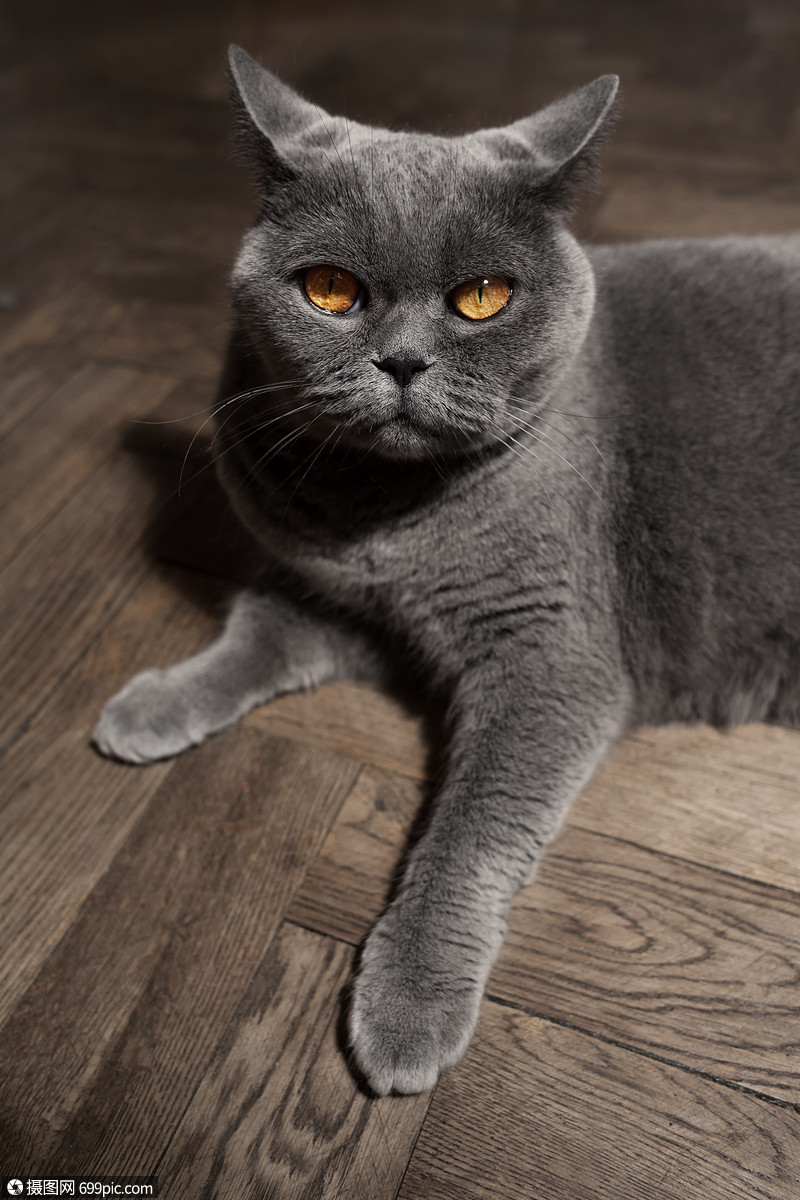 灰色的英国猫躺地板上