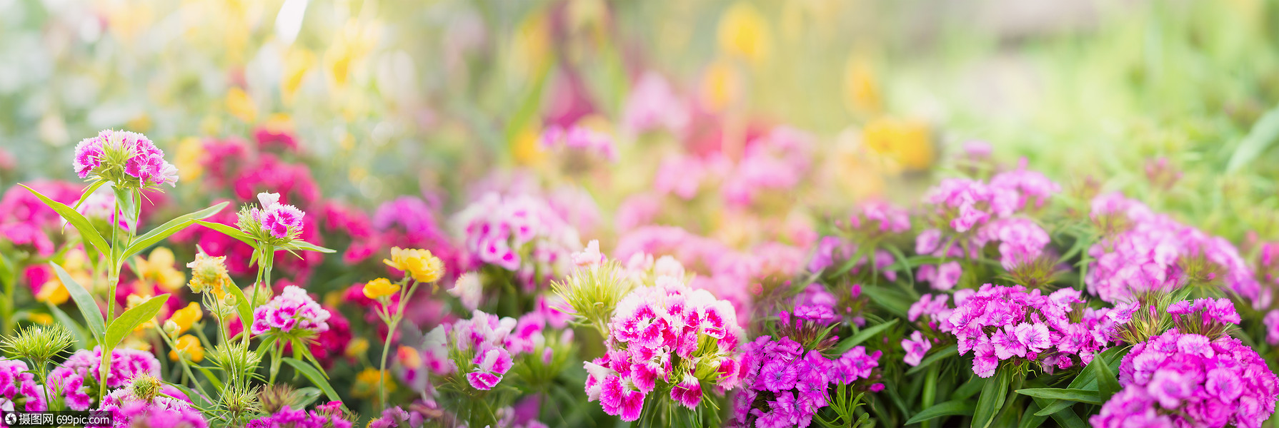 照片 自然风景 花模糊的夏季花园公园背景,横幅为网站.jpg