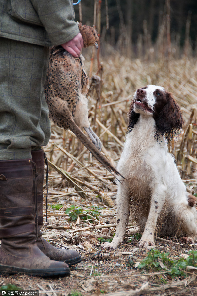 白色猎犬打户外的图片
