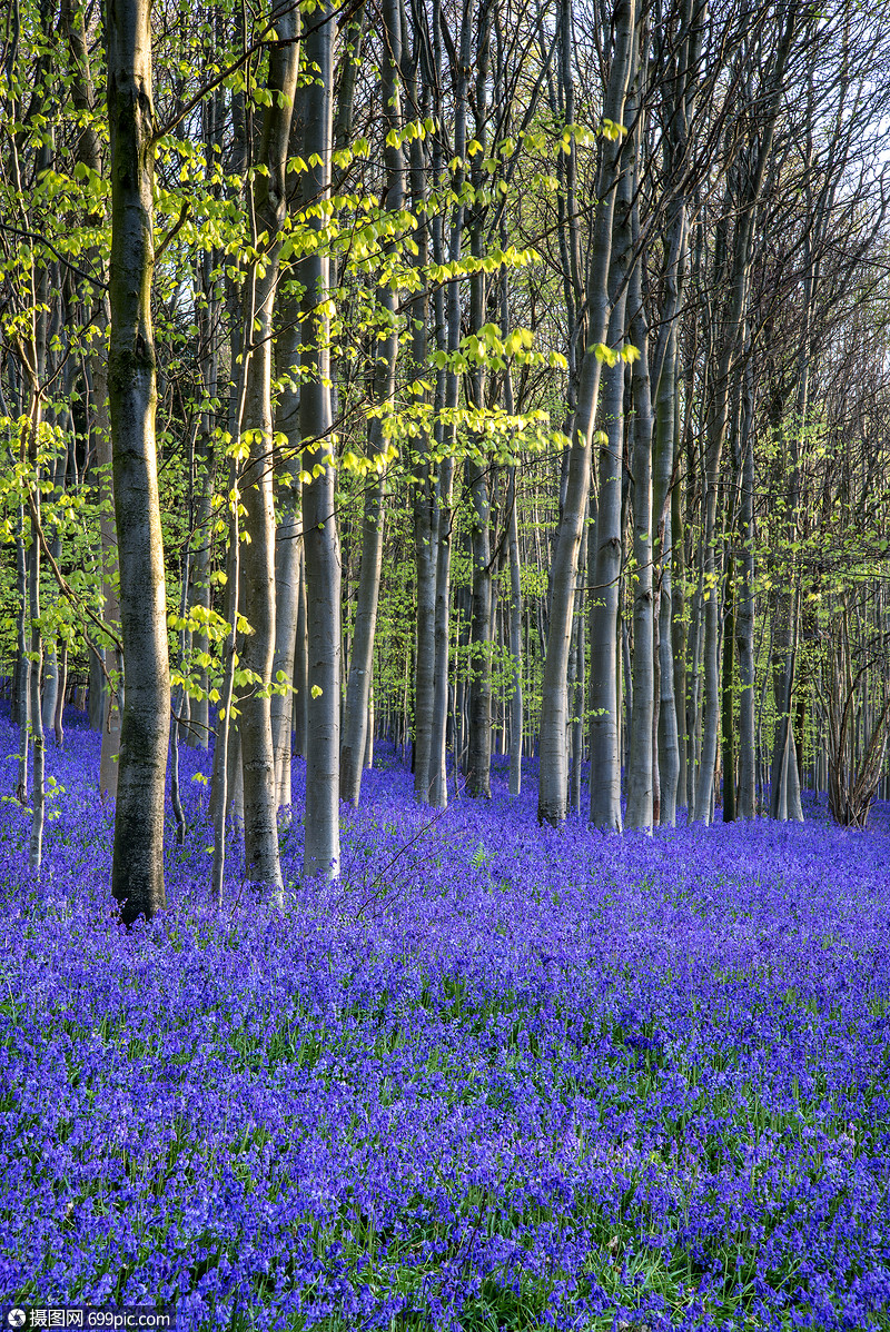 春天蓝铃森林里美丽的早晨