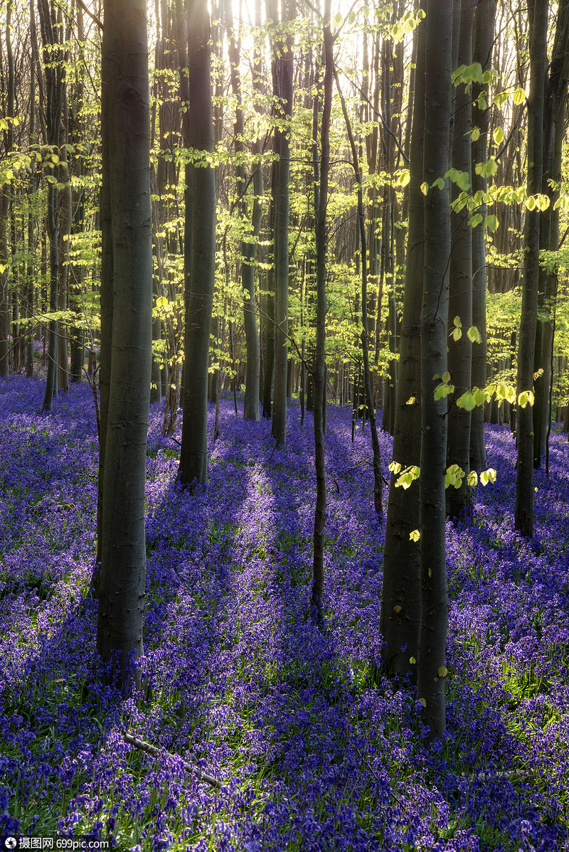 春天蓝铃森林里美丽的早晨