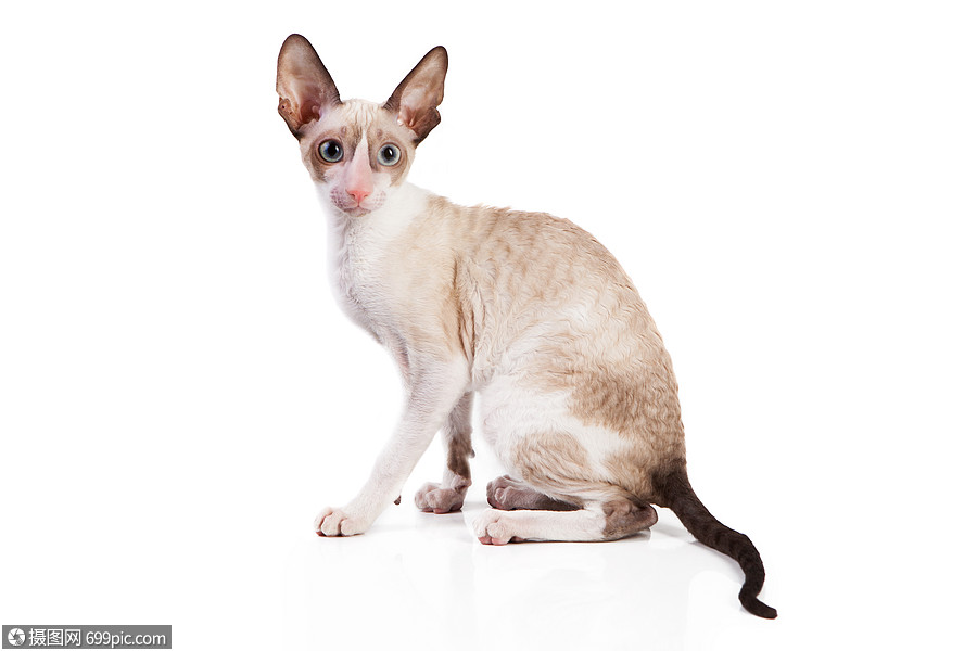 科尼什雷克斯小猫隔离白色背景