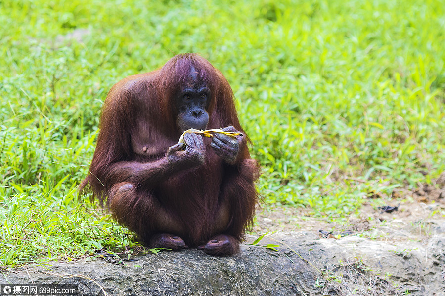 苏门答腊猴子事件图片