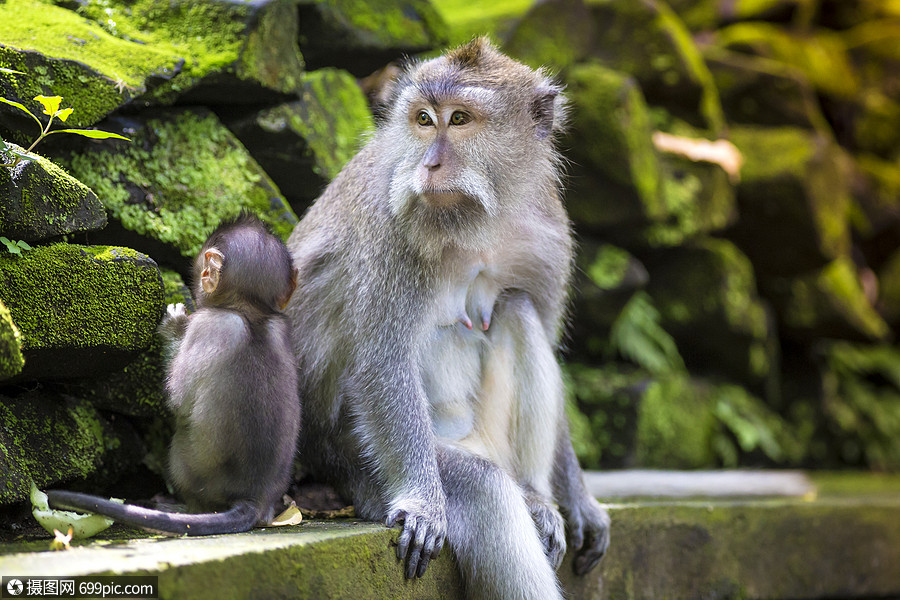 神的猴子森林,乌布巴厘岛,印度尼西亚野生的野生动物