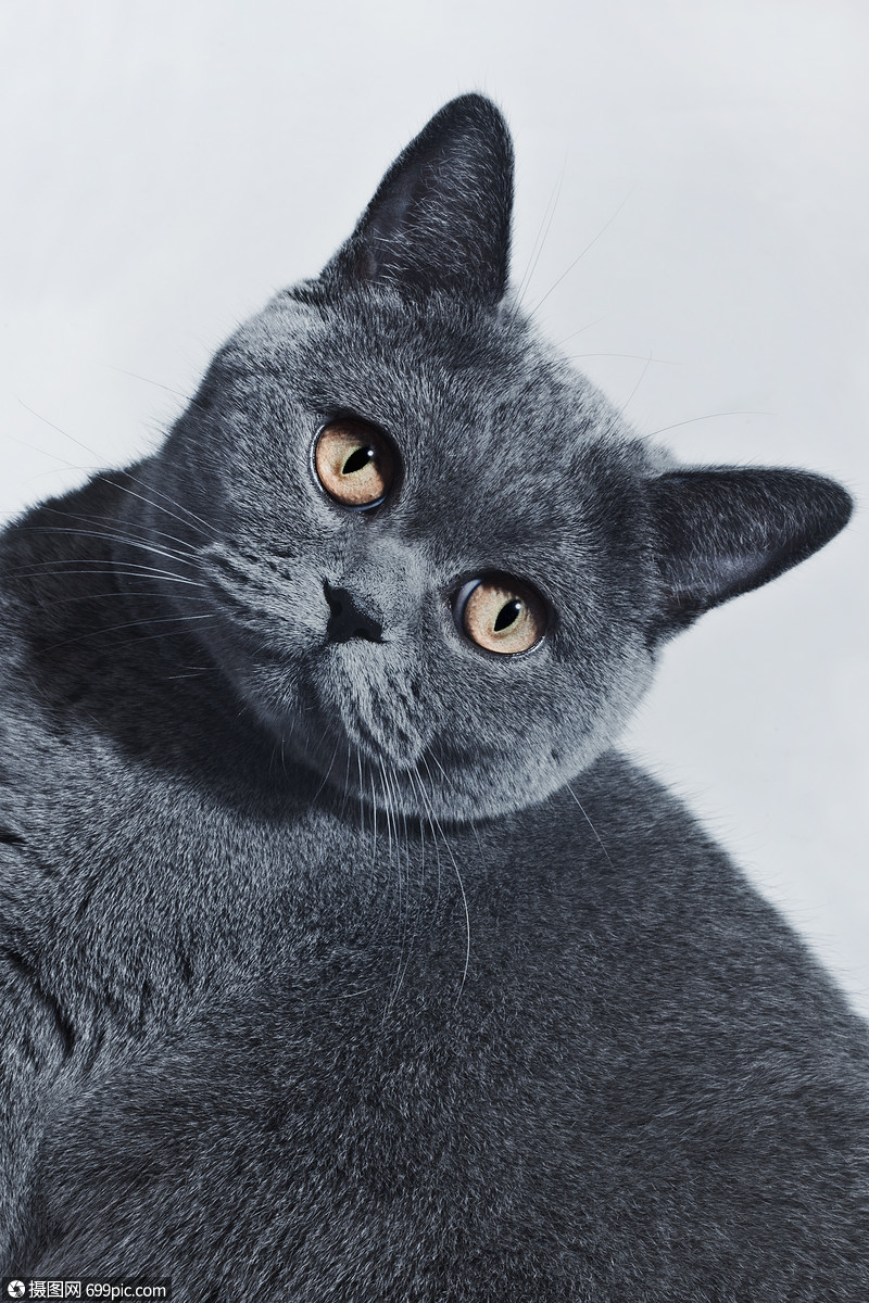 灰白猫是什么品种图片图片