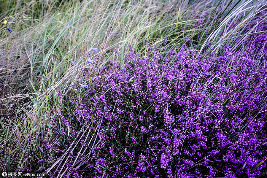紫色石楠场自然环境中植物学的洋红色