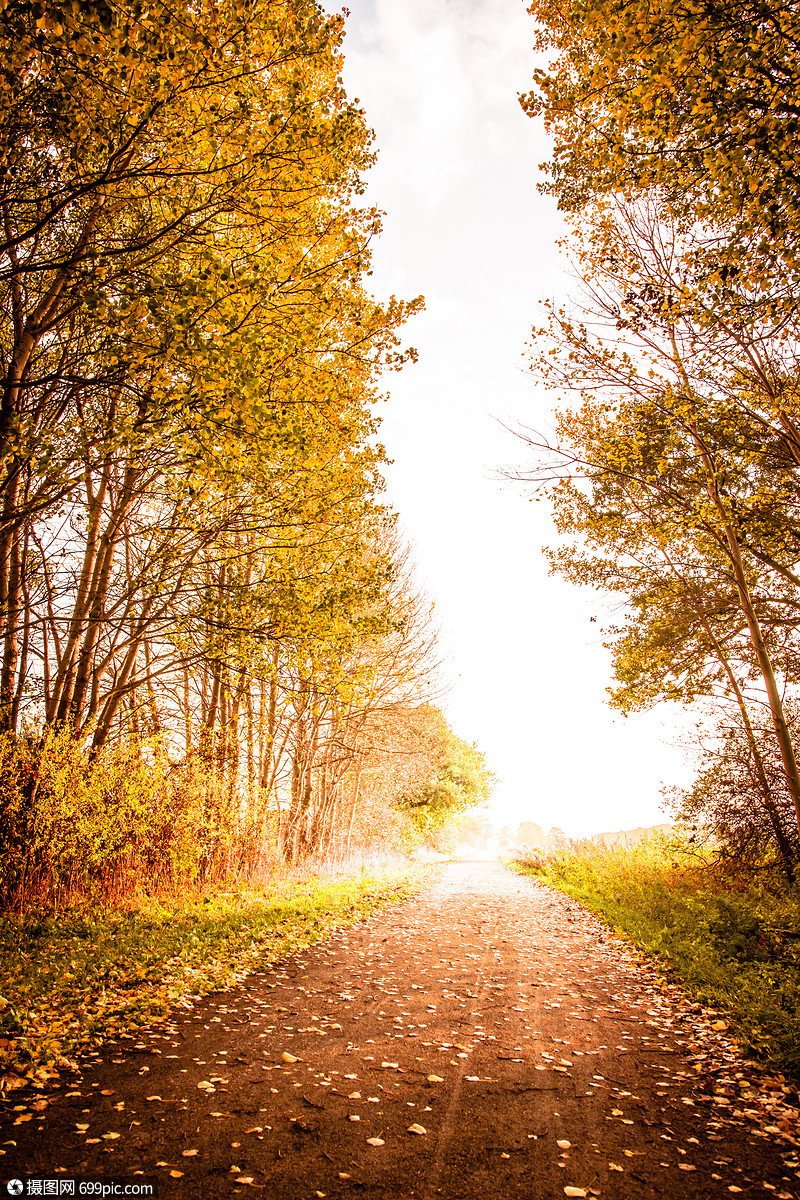 美丽的秋天风景,温暖的颜色太阳花园