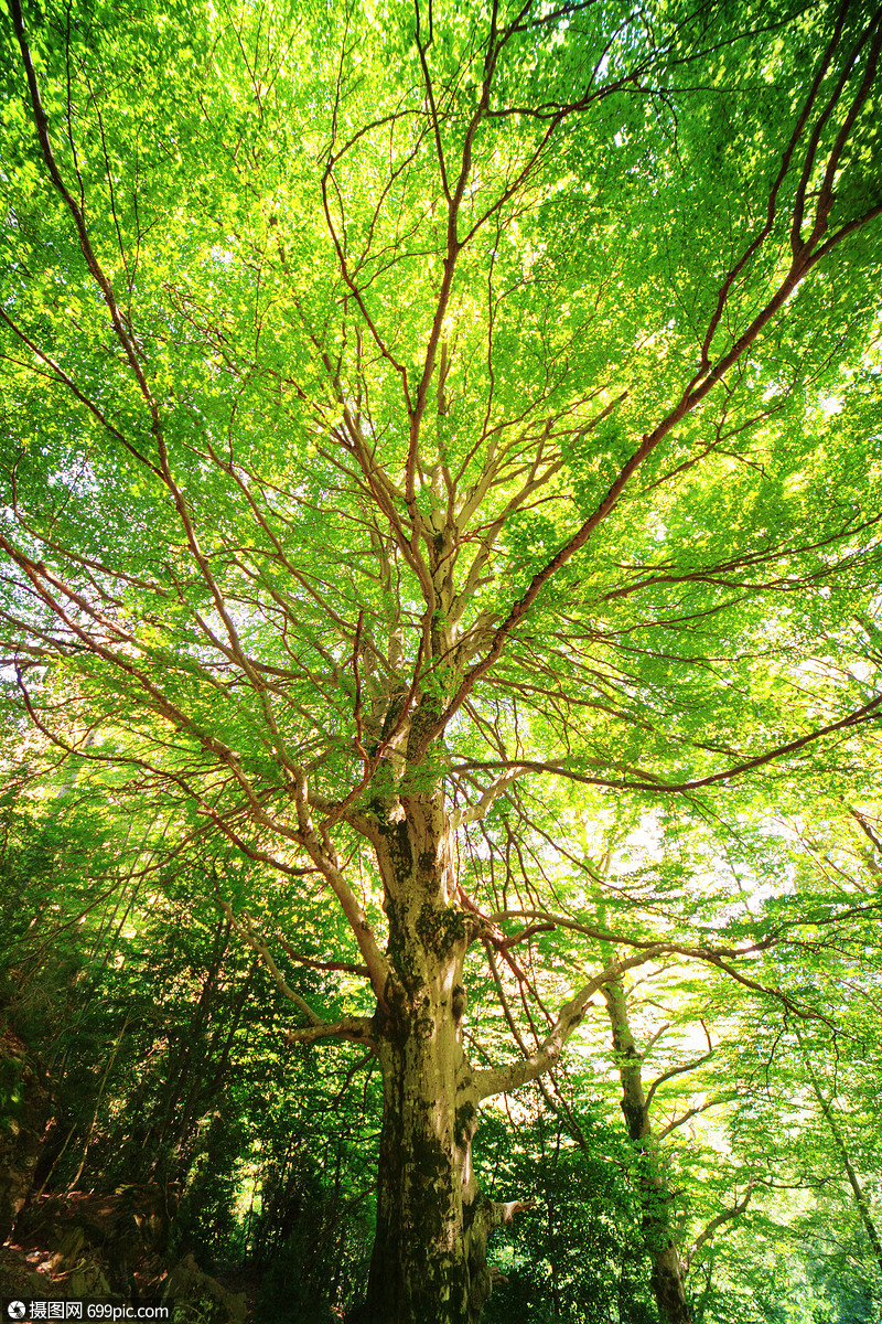 宽枝的大树宽的夏天