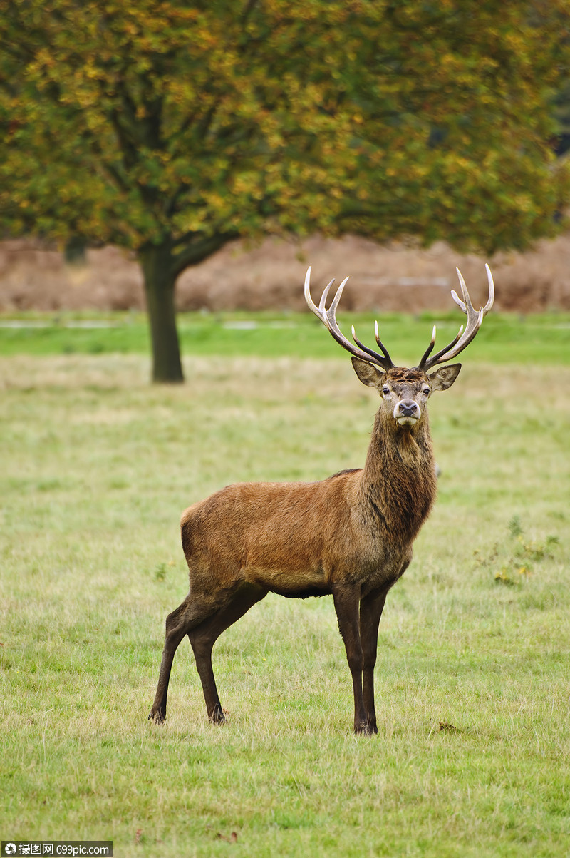秋天秋天森林中雄伟力的成红鹿鹿鹿的肖像动物丰富多彩的