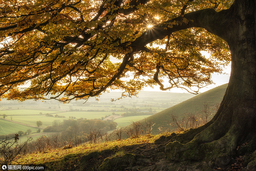 美丽的金色秋树被阳光照亮风景中金色的英国