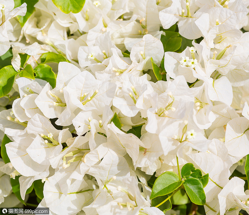 花flower的名词复数花朵开花植物精华