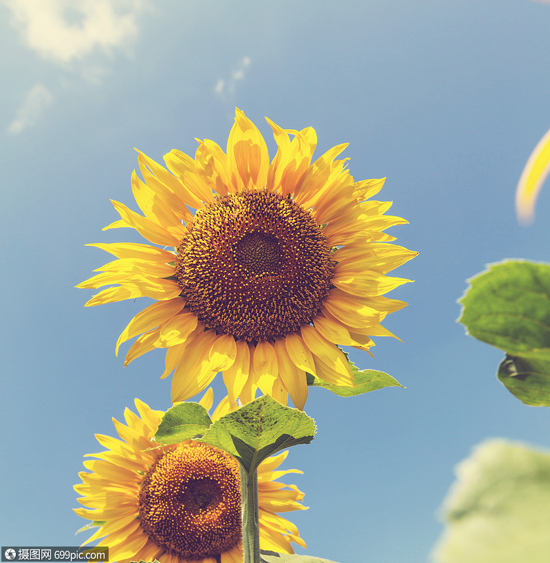向日葵,葵花sunflower的名词复数