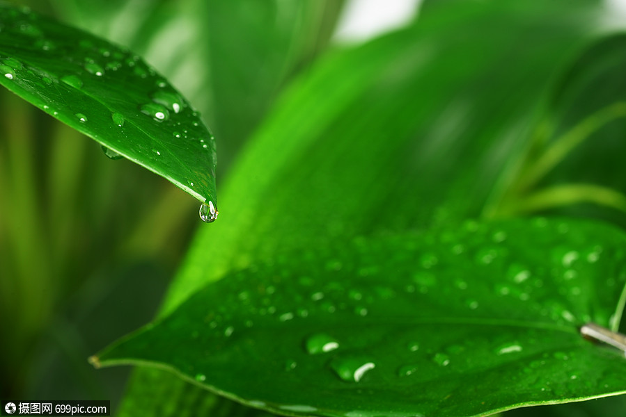 水滴綠色植物的葉子上