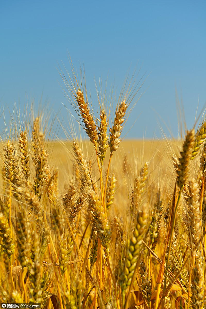 照片 自然风景 金色麦田,背景蓝天.jpg