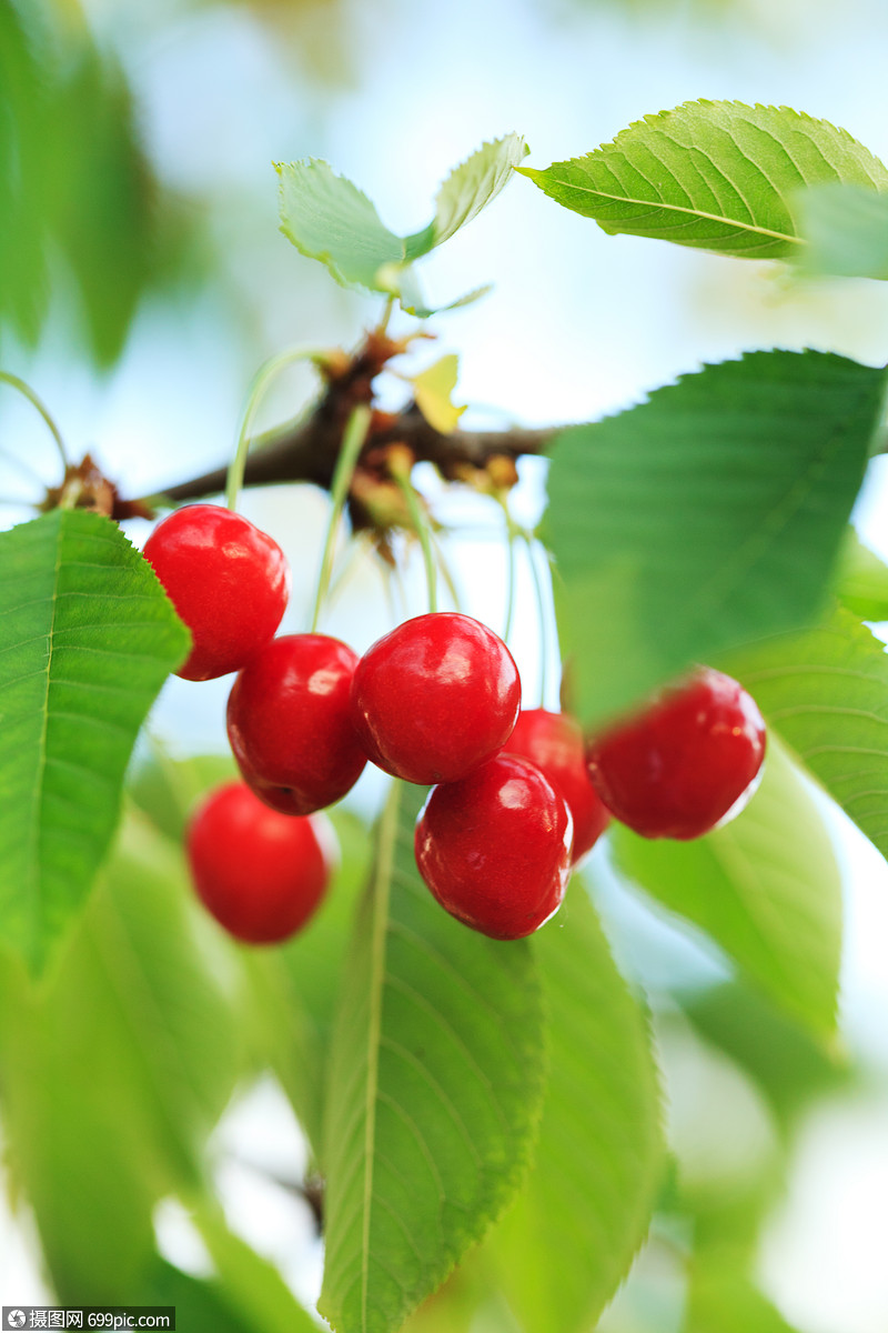 果园里树枝上的樱桃果实好吃夏天