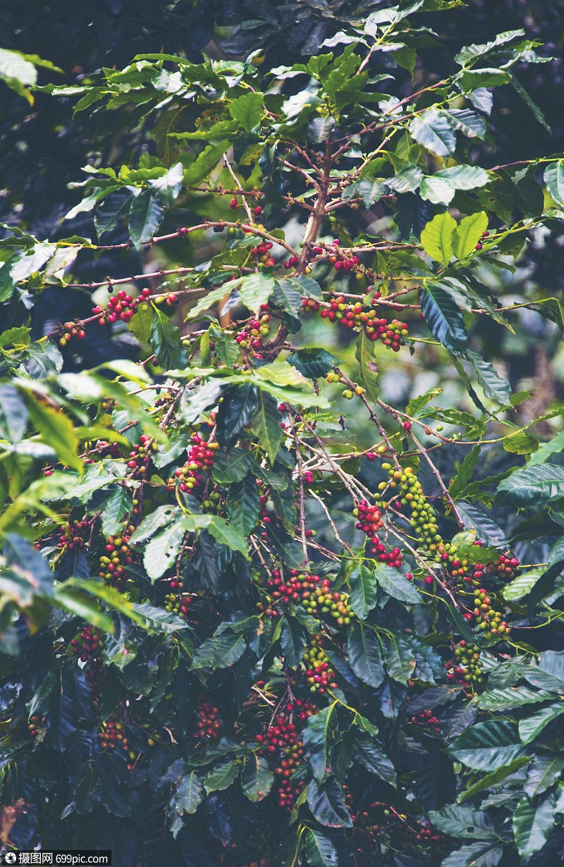 咖啡豆,咖啡树