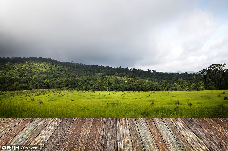 秋天森林里美丽的阳光木板地板春天的草地