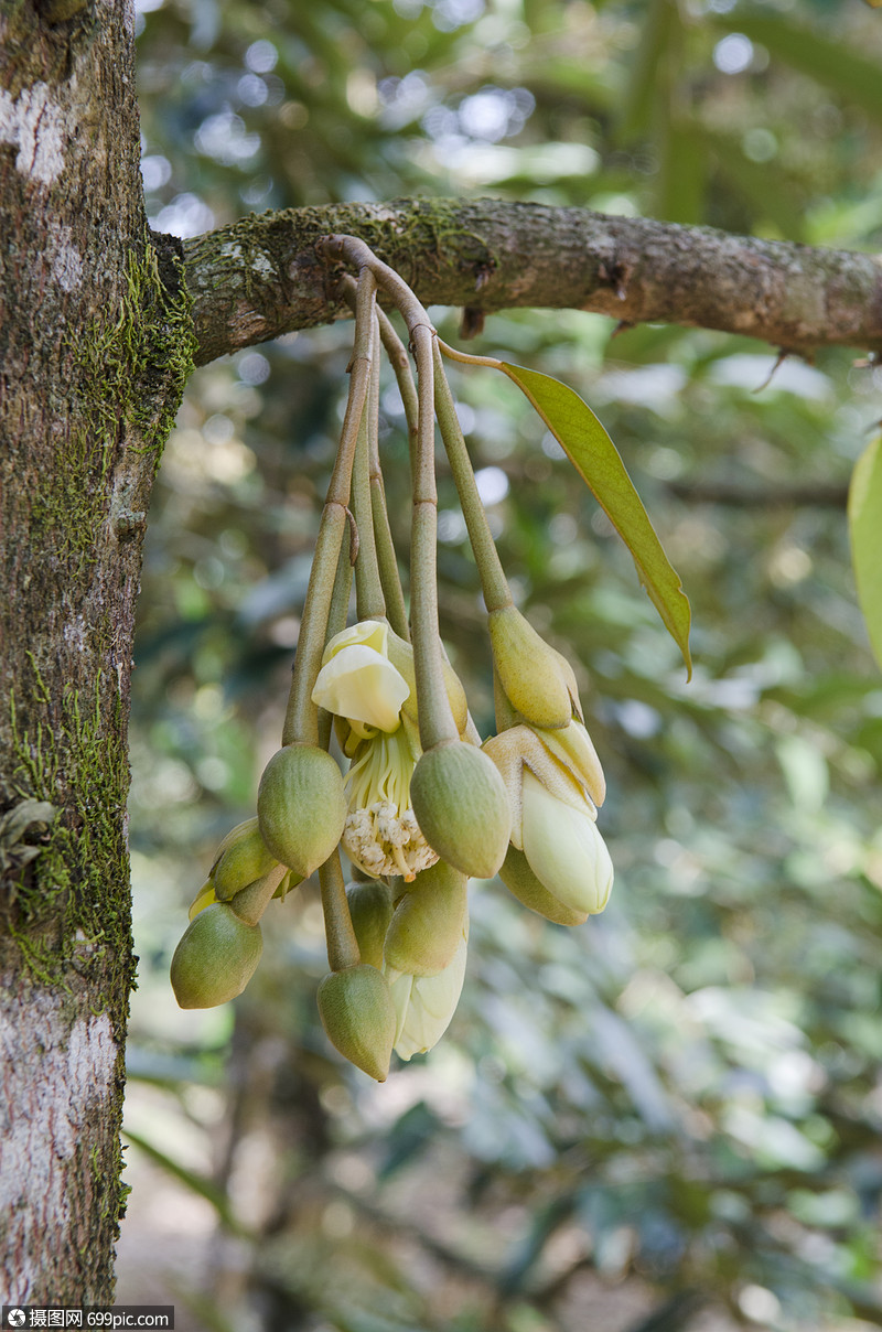 榴莲花自然界,泰国