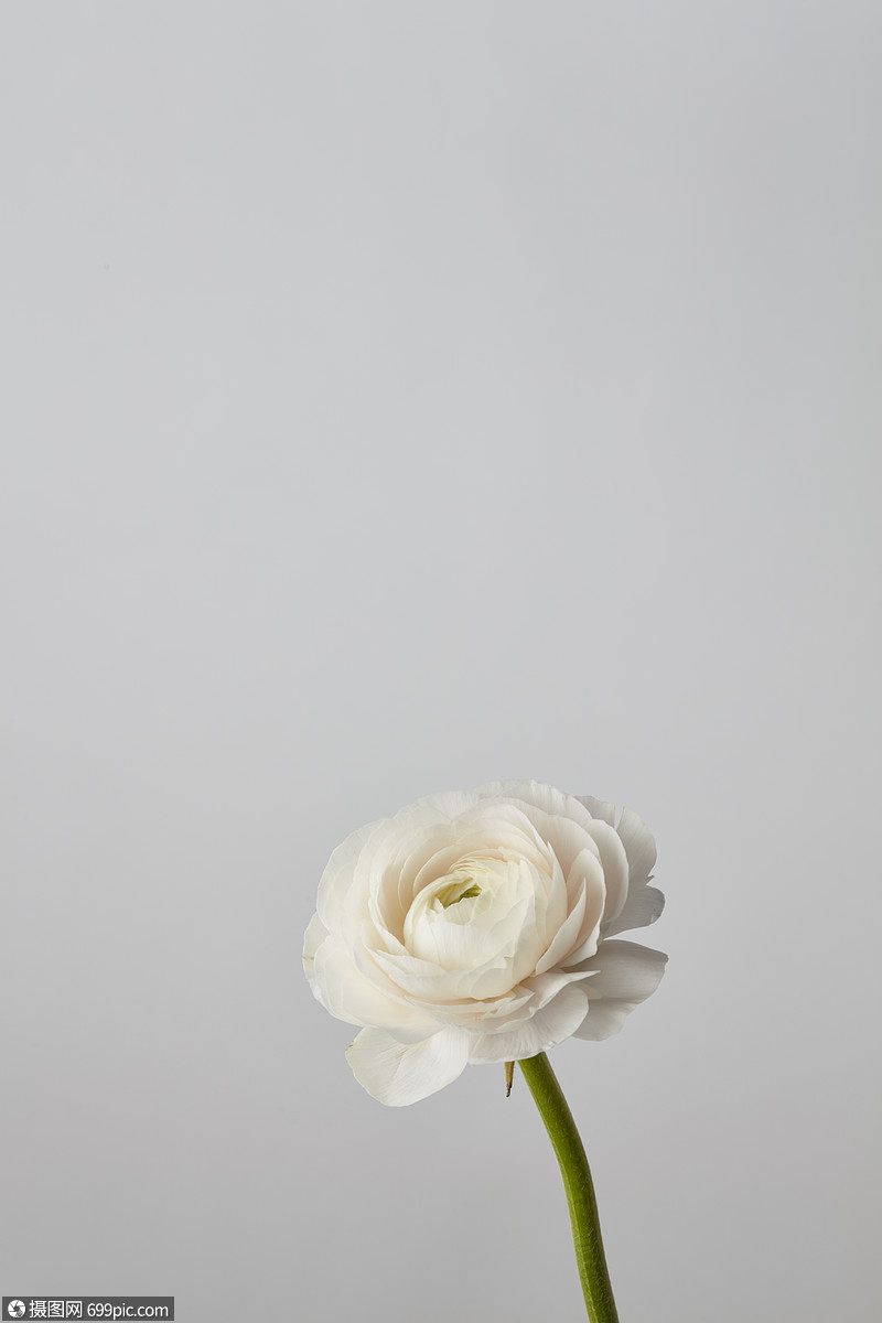 白色白花的花灰色的背景上隔离白色的背景上,明信片给母亲的天灰色