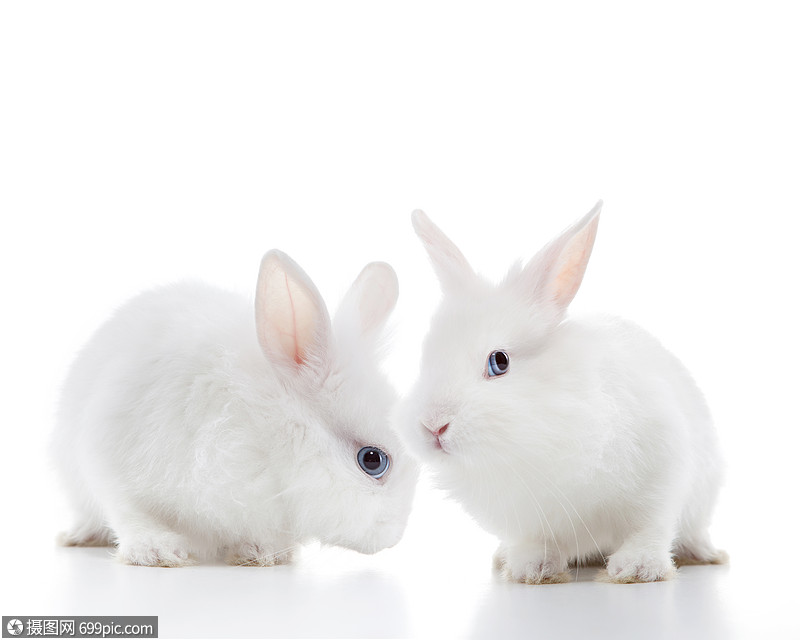 两只白兔白色背景上分离两只白兔