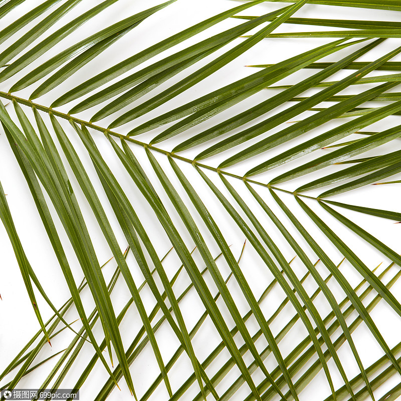 孤立白色的纹理上扁平的躺着绿叶的枝条树叶精致的代表