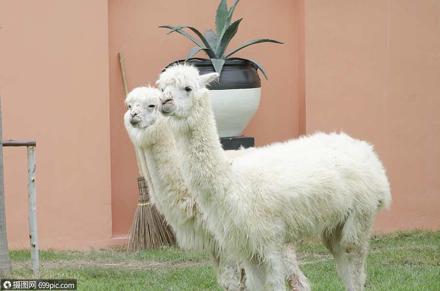 照片 自然风景 动物园里的羊驼肖像.jpg
