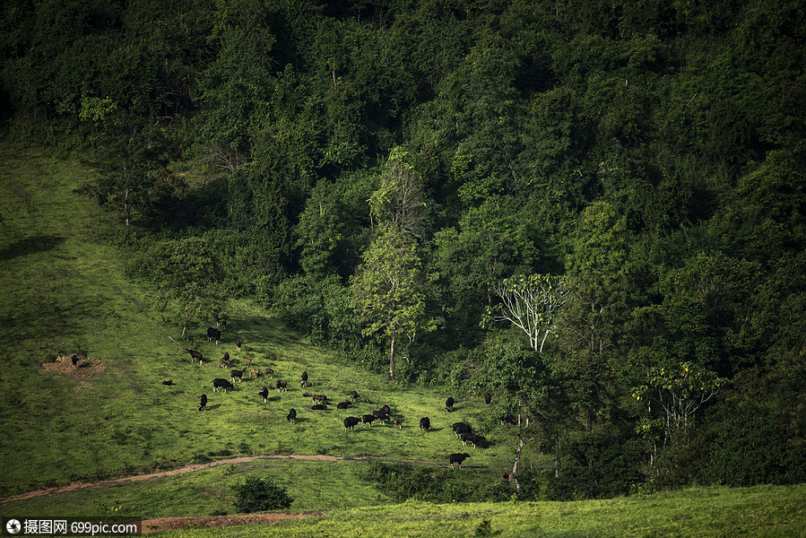 热带雨林的背景丛林树