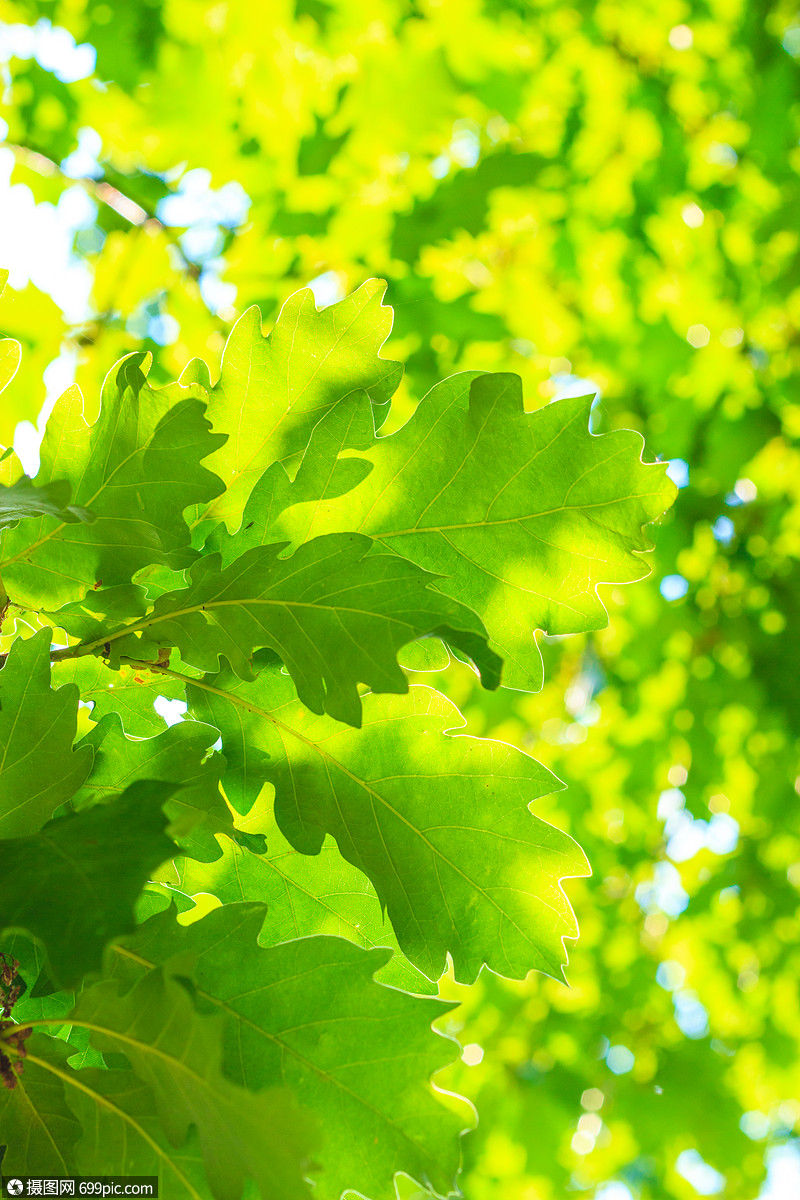 绿叶的自然背景质地夏季树特写绿叶的自然背景纹理夏天公园