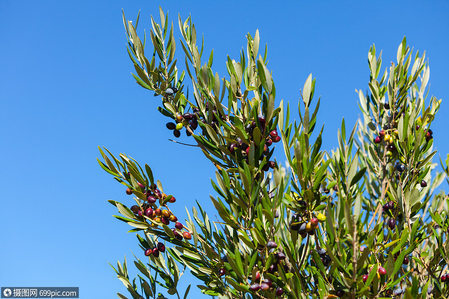 橄榄树是什么植物? 橄榄树是什么样的图片