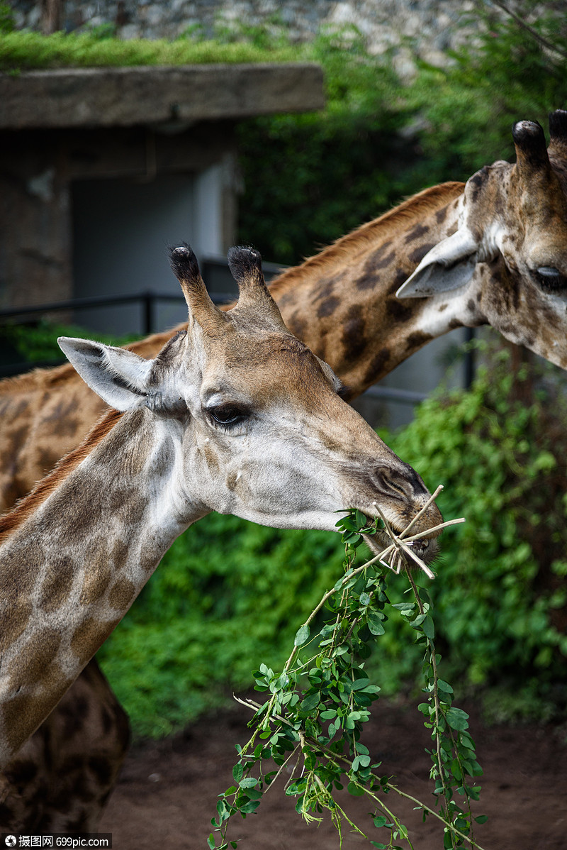 长颈鹿正吃人类喂养的食物