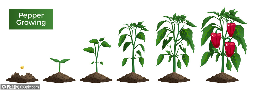 用空白背景矢量插图上的文本辣椒植物生长阶段的孤立图像