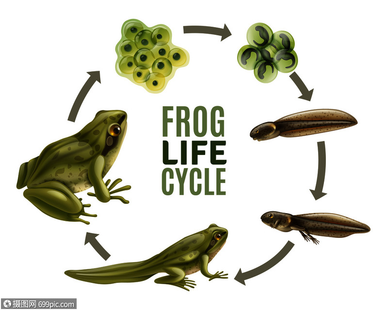青蛙生命周期阶段现实与成动物受精卵果冻质量蝌蚪青蛙矢量插图教育