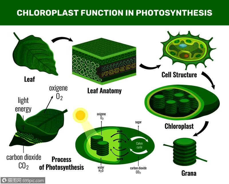 叶绿体将光能化为糖,用于绿色植物细胞食物光合作用信息图元素图式