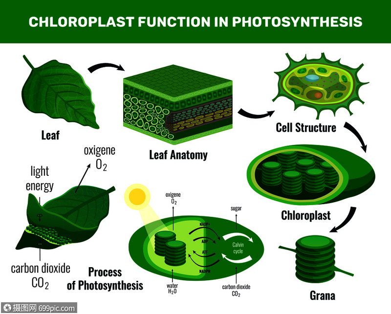 葉綠體將光能化為糖,用於綠色植物細胞食物光合作用信息圖元素圖式