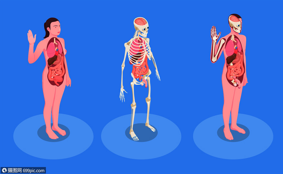 男女人体内脏三维等距矢量图