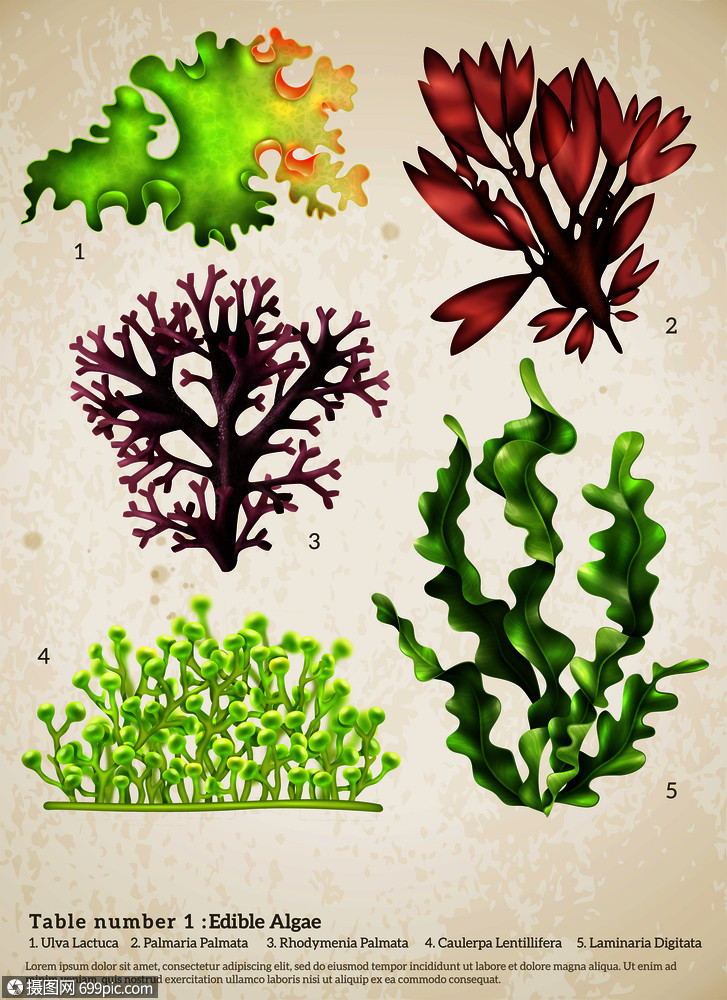 逼真的海藻集同水下植物的图像与生物文本标题纸背景