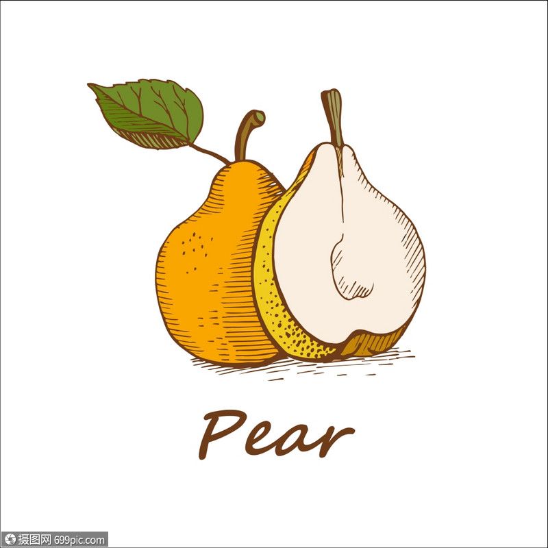 梨,手绘矢量插图