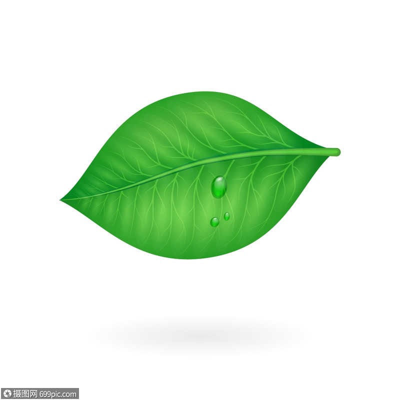 绿叶矢量孤立图标插图隔离