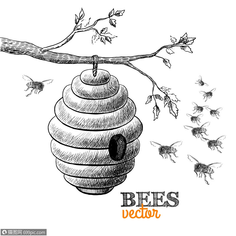 蜜蜂蜂箱树枝上矢量图蜂巢素描