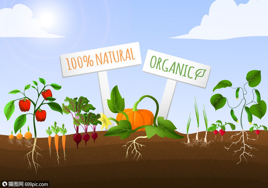 蔬菜菜园海报的天然机胡萝卜胡椒洋葱黄瓜种植地矢量插图