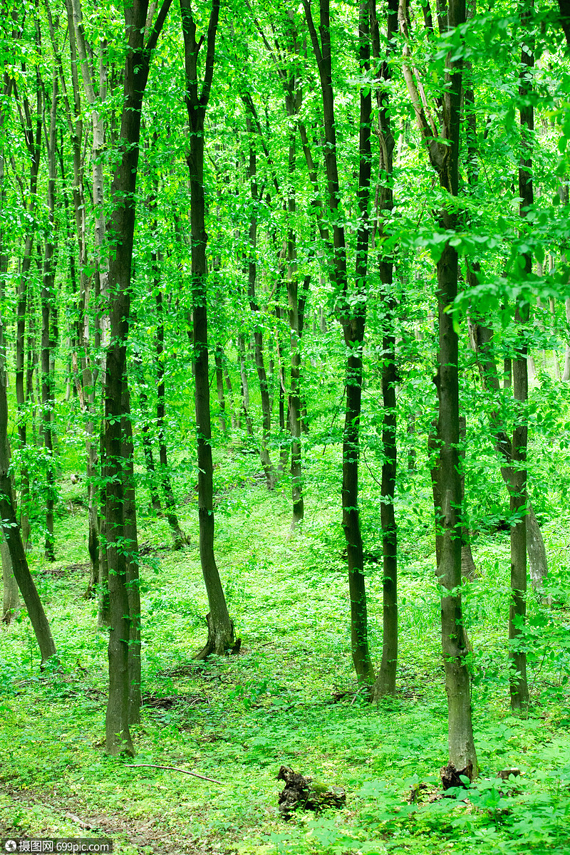 阳光明日绿森林背景景观林地