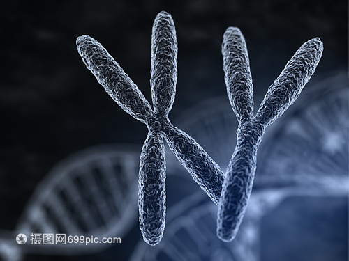 具有宏观焦点效应的男女染色体