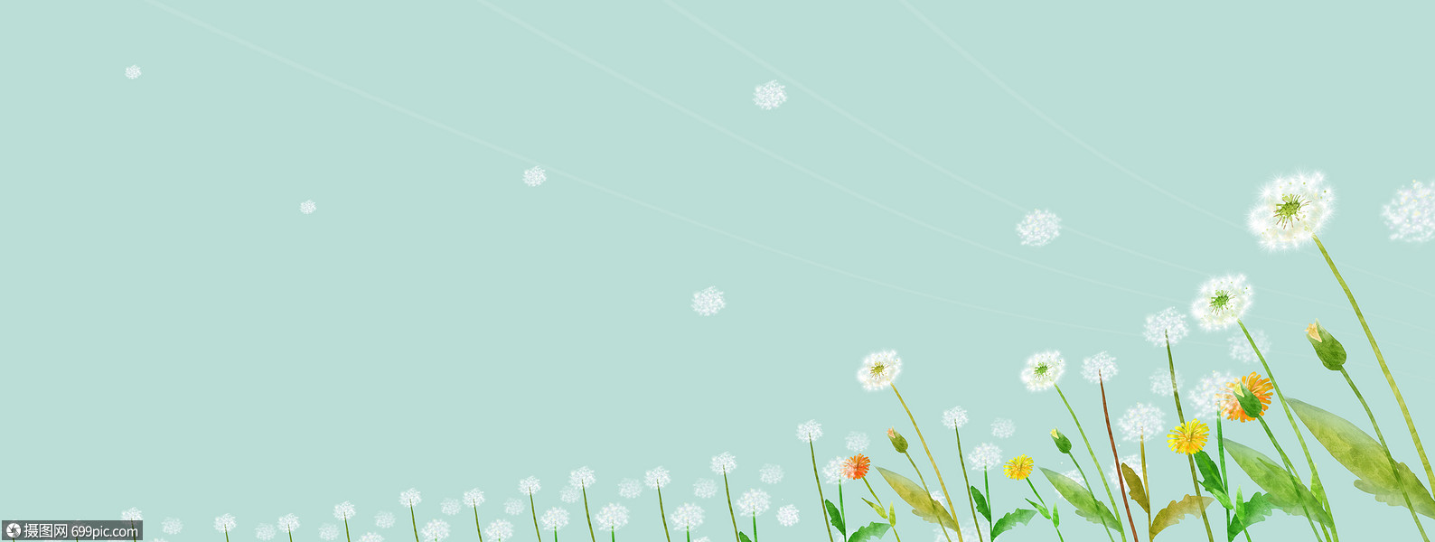 蒲公英背景