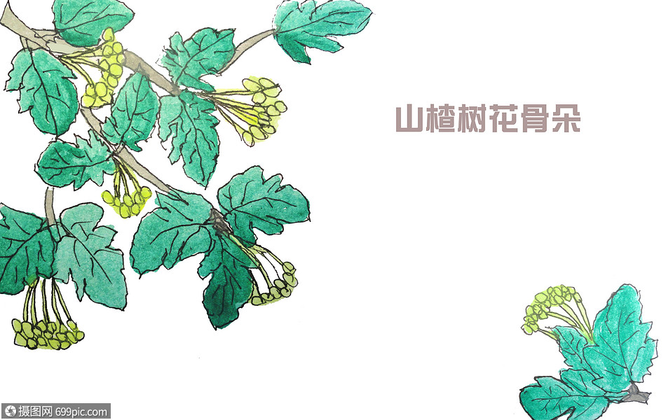 手绘水彩山楂树花骨朵