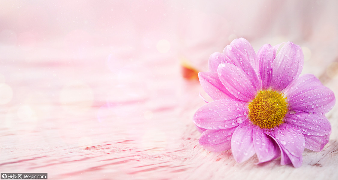 鲜花背景海报花瓣概念表达