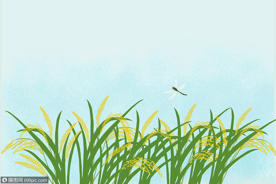 稻谷背景素材蜻蜓二分之一留白