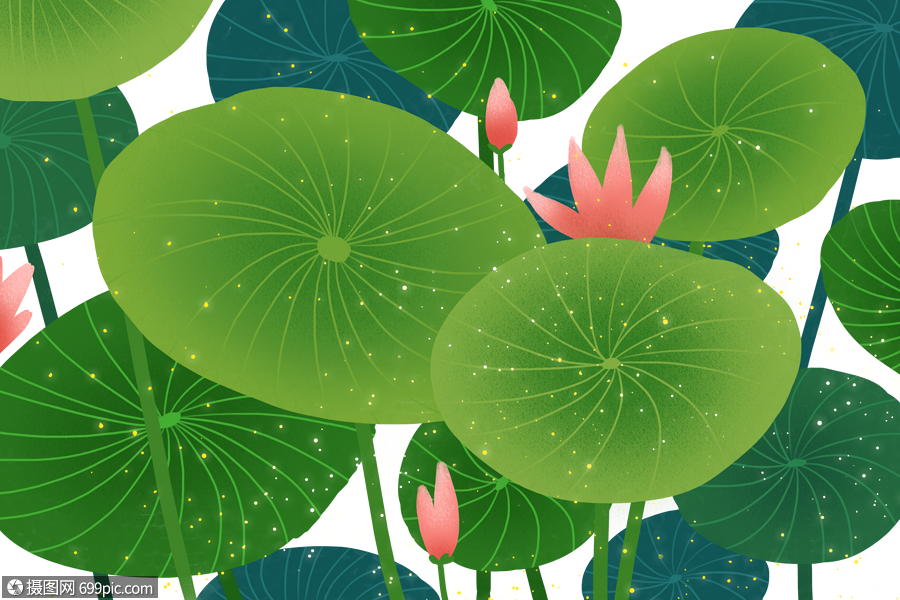 荷叶素材插画高清图片素材