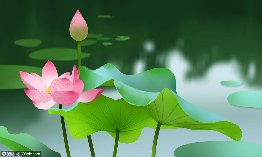 荷花夏天夏季荷叶图片