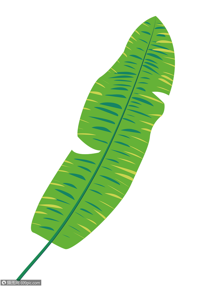 植物叶子叶子插画素材