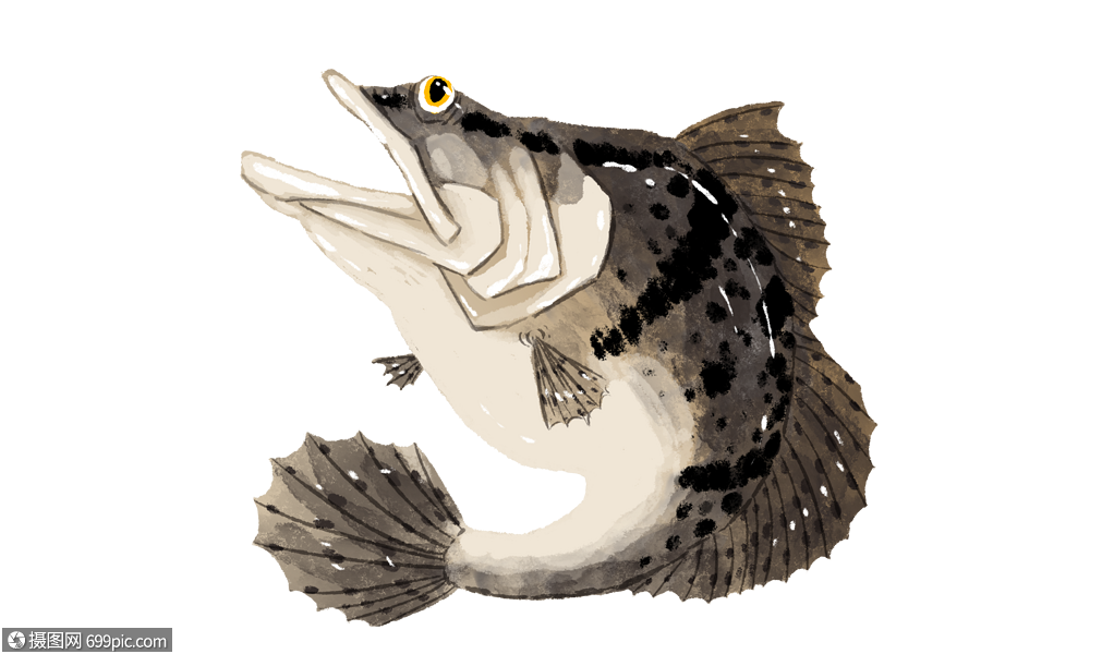 鳜鱼捕鱼siniperca